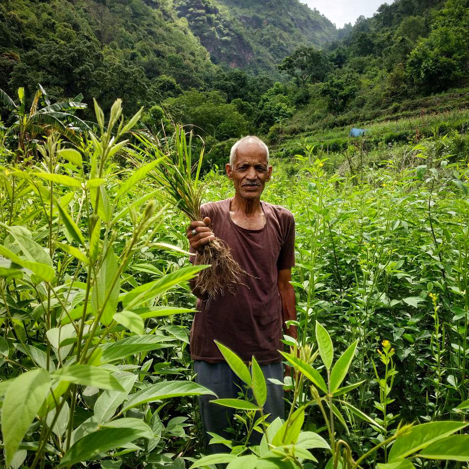 farming-at-wild-mountain-homestay